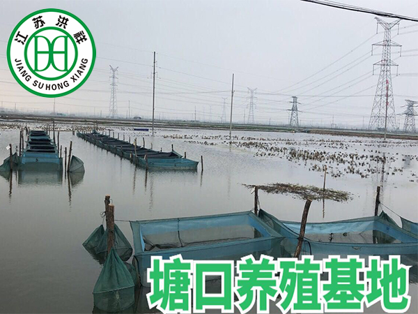 塘口養(yǎng)殖基地